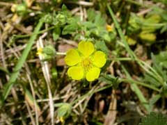 Attēlu rezultāti vaicājumam “Potentilla reptans bud”