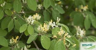 Attēlu rezultāti vaicājumam “Lonicera xylosteum bud”