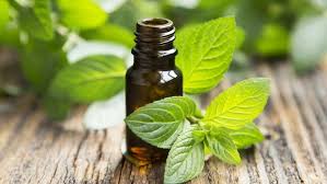 Image result for Mentha piperita