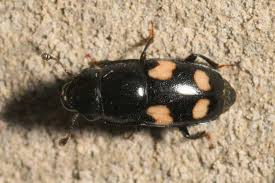 Attēlu rezultāti vaicājumam “Glischrochilus quadripunctatus imago”