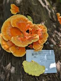 Attēlu rezultāti vaicājumam “Laetiporus sulphureus”