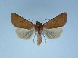 Attēlu rezultāti vaicājumam “Agrochola helvola”