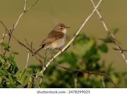 Attēlu rezultāti vaicājumam “Hippolais caligata adult”