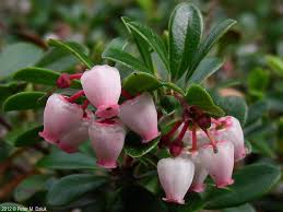 Attēlu rezultāti vaicājumam “Arctostaphylos uva-ursi”