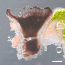 Attēlu rezultāti vaicājumam “Vouauxiomyces santessonii”