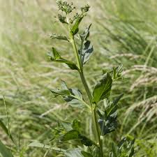 Attēlu rezultāti vaicājumam “Scrophularia umbrosa”