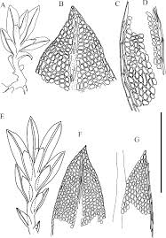 Attēlu rezultāti vaicājumam “Fissidens arnoldii”