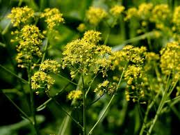 Image result for Isatis tinctoria