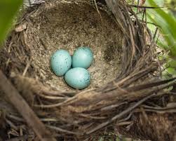 Attēlu rezultāti vaicājumam “Turdus philomelos nest”