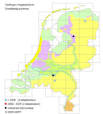 Attēlu rezultāti vaicājumam “Calliergon megalophyllum”