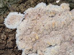 Attēlu rezultāti vaicājumam “Phlebia rufa”