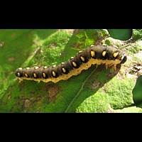 Attēlu rezultāti vaicājumam “Tenthredo mandibularis”