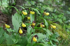 Attēlu rezultāti vaicājumam “Cypripedium calceolus”