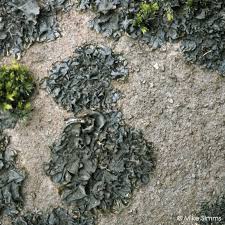 Attēlu rezultāti vaicājumam “Collema flaccidum”