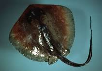 Image result for Hypanus sabinus