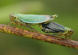 Attēlu rezultāti vaicājumam “Cicadella viridis”