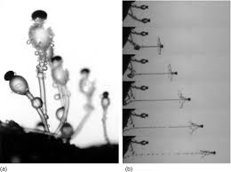 Attēlu rezultāti vaicājumam “Physarum obscurum spores”