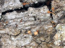 Attēlu rezultāti vaicājumam “Sclerophora farinacea”