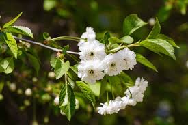 Attēlu rezultāti vaicājumam “Cerasus flower”