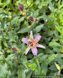 Attēlu rezultāti vaicājumam “Carex lasiocarpa female flower”