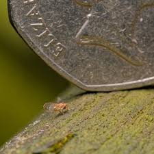 Attēlu rezultāti vaicājumam “Aphrophoridae nymph”