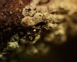 Attēlu rezultāti vaicājumam “Diderma cinereum macro”