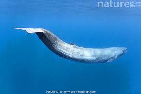 Image result for Balaenoptera musculus