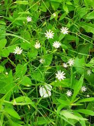 Attēlu rezultāti vaicājumam “Stellaria palustris”