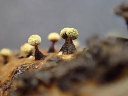 Attēlu rezultāti vaicājumam “Physarum oblatum macro”