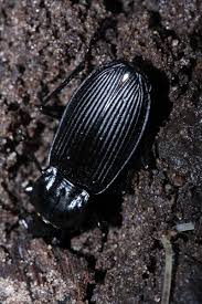 Attēlu rezultāti vaicājumam “Pterostichus niger”