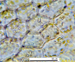 Attēlu rezultāti vaicājumam “Calypogeia sphagnicola”