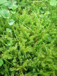 Attēlu rezultāti vaicājumam “Rhytidiadelphus squarrosus”