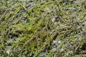 Attēlu rezultāti vaicājumam “Hygroamblystegium tenax”