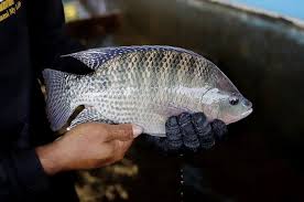 Image result for ikan