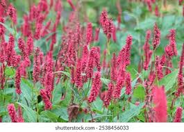 Attēlu rezultāti vaicājumam “Bistorta major”