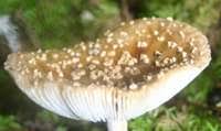 Attēlu rezultāti vaicājumam “Amanita regalis”
