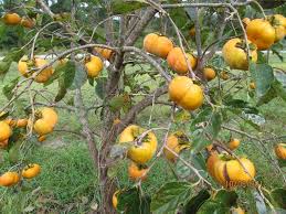 Image result for sharon fruit