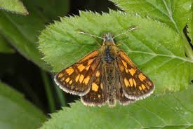 Attēlu rezultāti vaicājumam “Carterocephalus palaemon underside”
