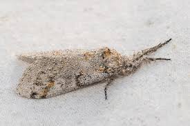 Attēlu rezultāti vaicājumam “Gynaephora selenitica”