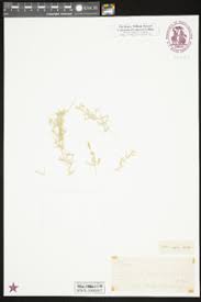 Attēlu rezultāti vaicājumam “Chara aspera”