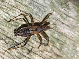 Attēlu rezultāti vaicājumam “Himacerus apterus”