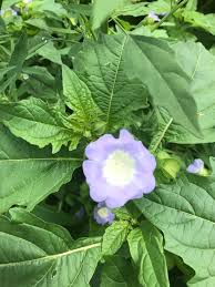Attēlu rezultāti vaicājumam “Nicandra physalodes fruit”