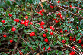 Attēlu rezultāti vaicājumam “Cotoneaster multiflorus”