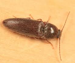 Attēlu rezultāti vaicājumam “Melanotus sp.”