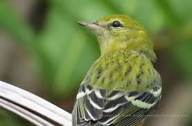 Image result for Dendroica castanea