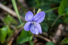 Attēlu rezultāti vaicājumam “Viola uliginosa bud”