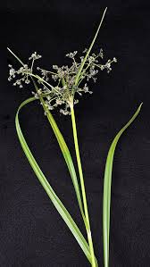 Attēlu rezultāti vaicājumam “Scirpus sylvaticus flower”