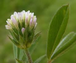 Attēlu rezultāti vaicājumam “Trifolium medium bud”