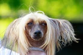 Image result for ugliest dog
