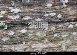 Attēlu rezultāti vaicājumam “Propolis farinosa”